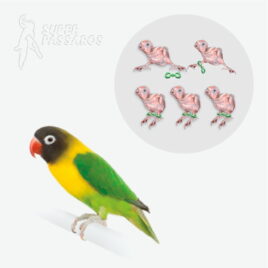 ALGEMA PARA CORREÇÃO DE PATAS AGAPORNI – 5.0 MM