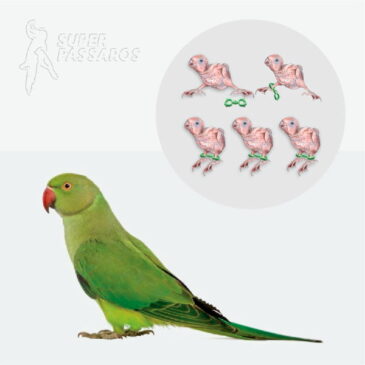 ALGEMA PARA CORREÇÃO DE PATAS RING NECK – 7.0 MM